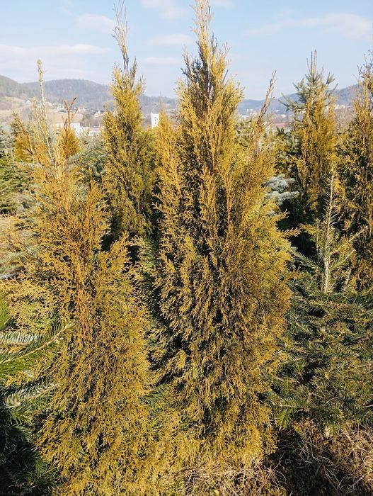 Thuja szmaragd z gruntu