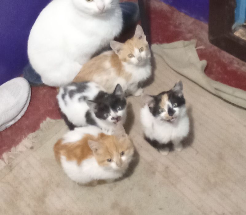 Бершадь! Кошенята шукають родину