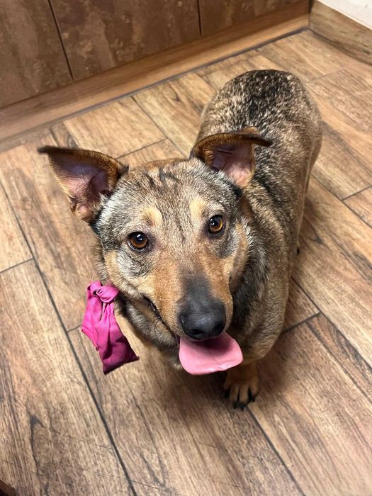 kubuś w schronisku w lututowie aktualne