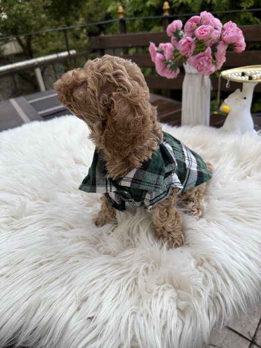 Справжні мальтипу чіп паспорт