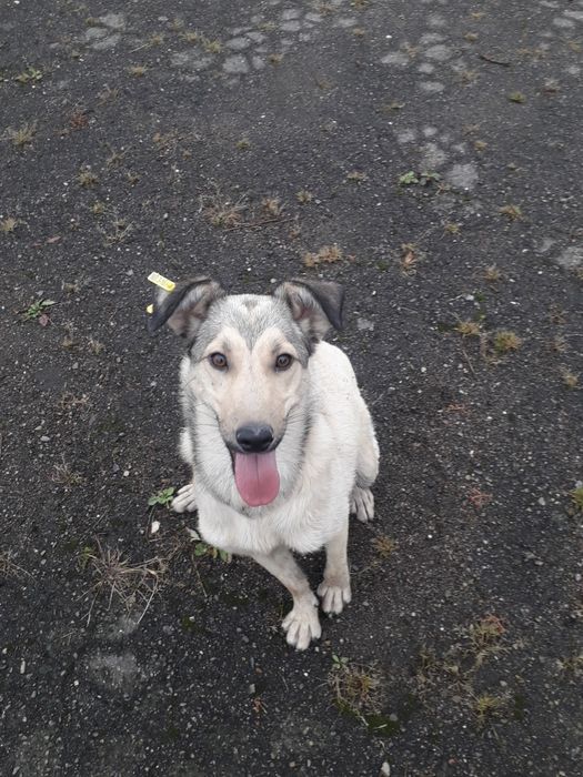 Віддаю в добрі руки