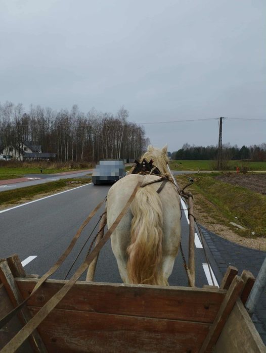 Klacz zimnokrwista z źrebówka