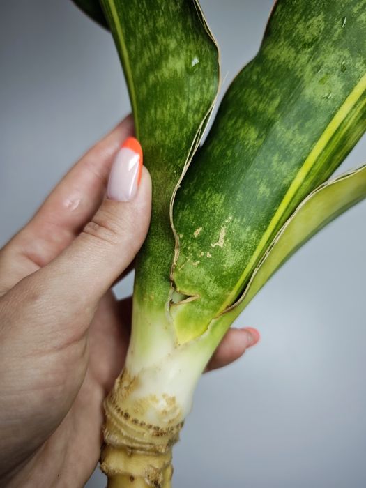 Sansevieria Black Rose var