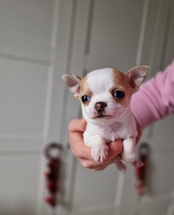 Chihuahua krótkowłosy