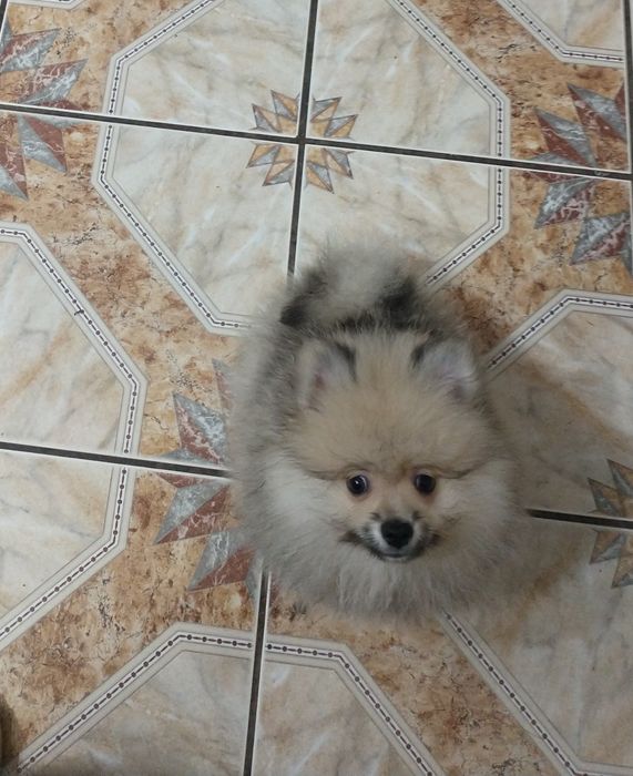 Chłopak Szpiciniaturoey pomeranian