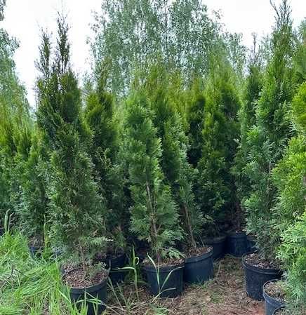 TUJA Szmaragd 120-130cm - Bystrzyca Kłodzka - detal - Tuje