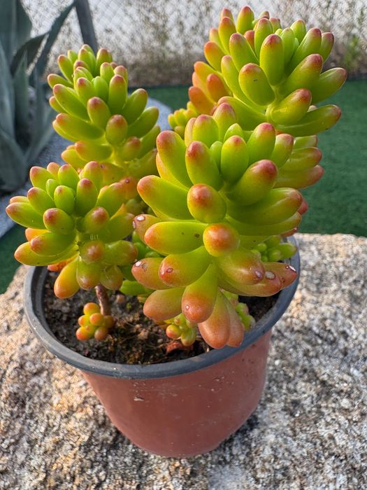 Suculentas  Sedum Rubrotinctum (Jelly Bean) e Sedum rubrotinctum Aurora Variegata preço 1€