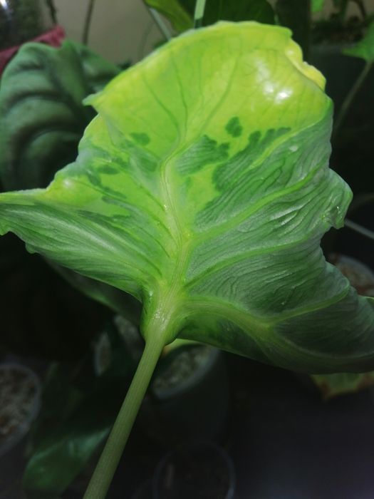 Алоказия Teletubbies ( телепузик)