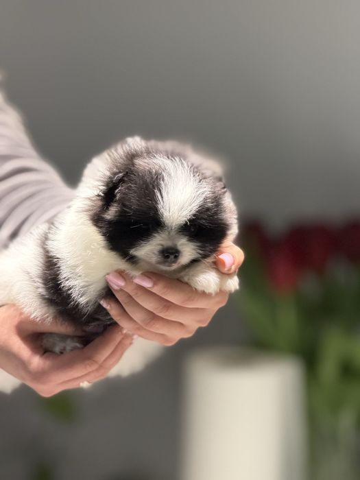 Ексклюзивна дівчинка пандочка