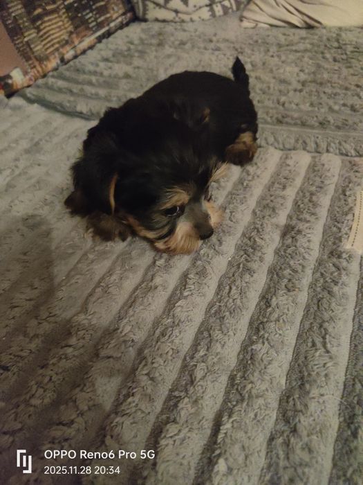 Szczeniak rasy York terier