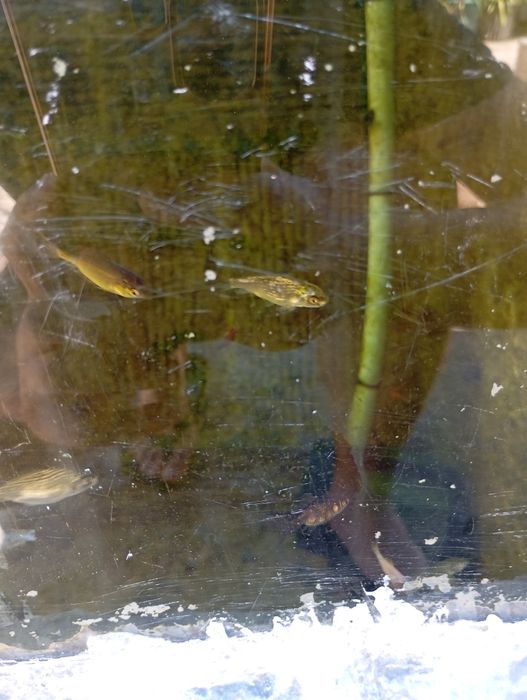 Cometas  carpas  varios  tamanhos e vazos com plantas aquaticas
