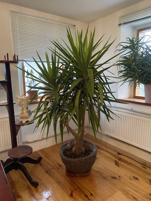 Кімнатна юкка 2м