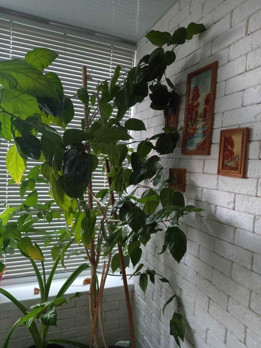 Декоративная гипсовая плитка для дома