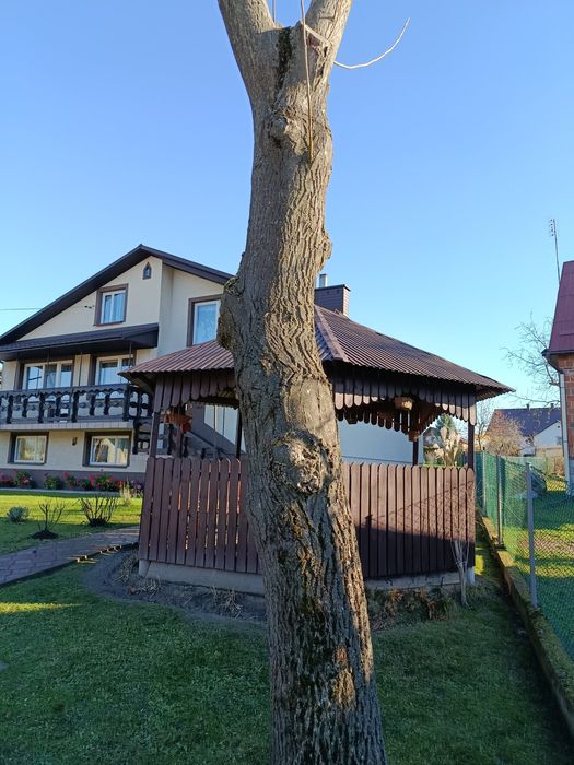 Orzech włoski pień