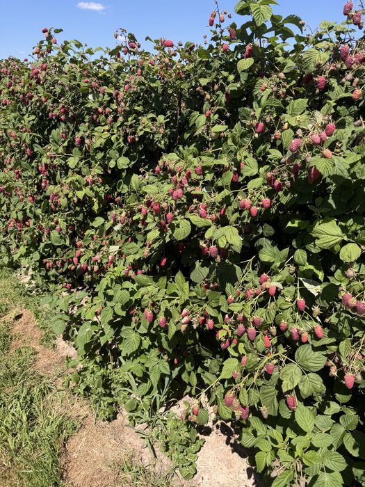 Sadzonki maliny letniej PRZECHYBA, PRZEHYBA / Wysyłka