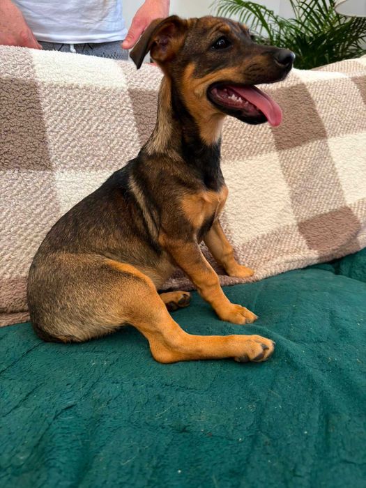 Rosa - szczeniak 3,5 m-ca - sterylizacja gratis!