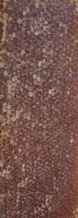 Enxames de Lusitana Lonstrot e Reversivel