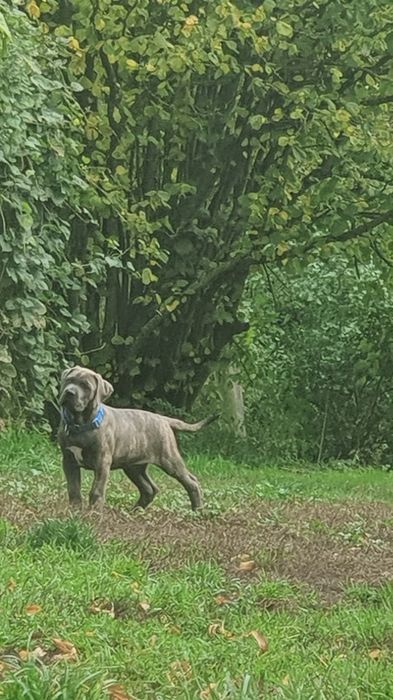 Cane Corso piesek ZKWP/FCI