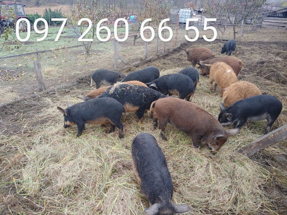 Мангалиця поросята