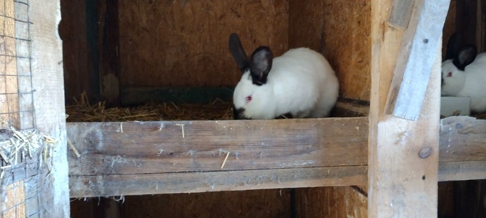 Kalifornijski czarny