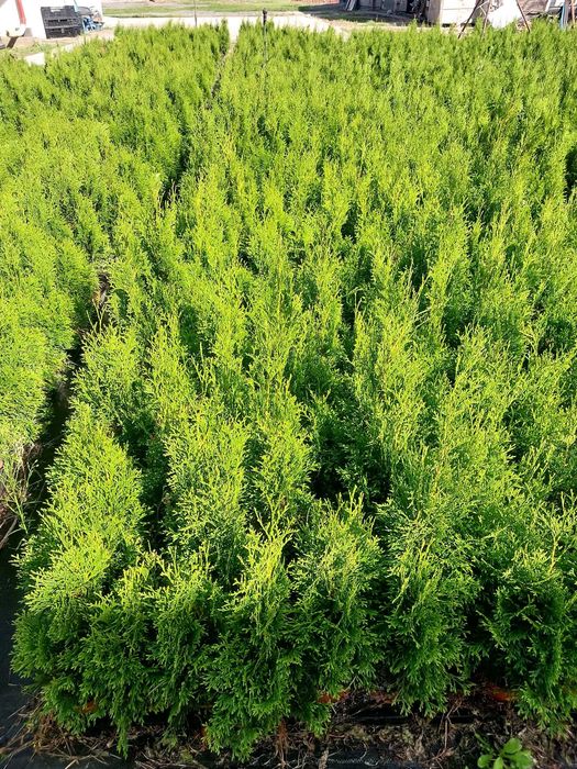 Thuja Szmaragd od 2,50 zł – 40-70 cm – P9