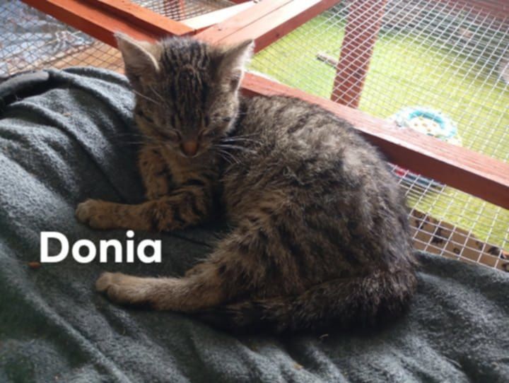 Kociaczki do Adopcji