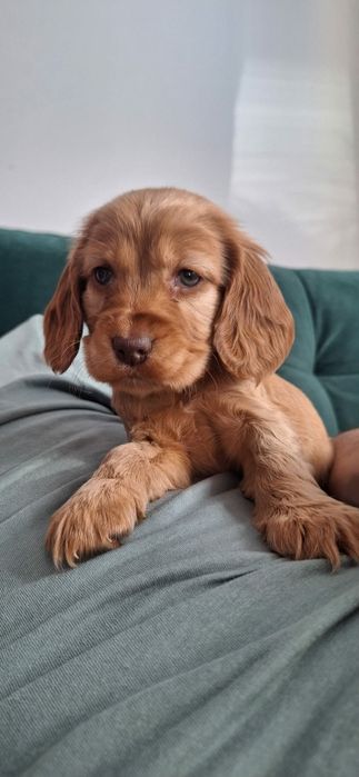 Cocker Spaniel Angielski