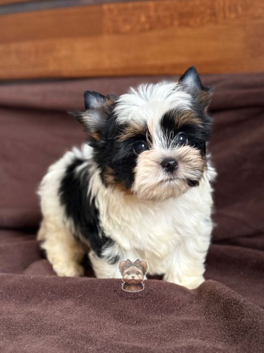 Цуценя Бівер Йорк