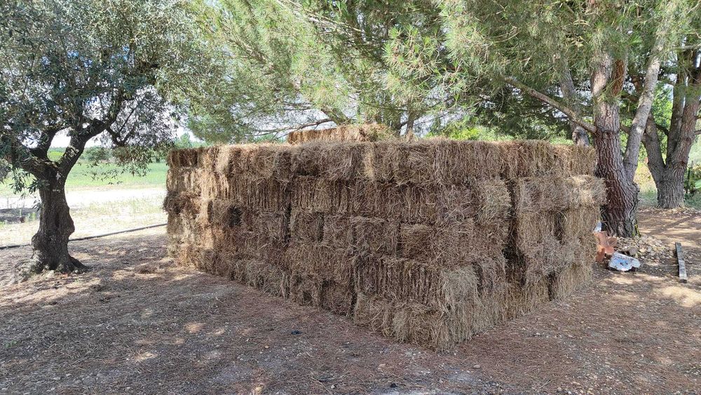 Fardos de palha pequenos Feno e Trigo