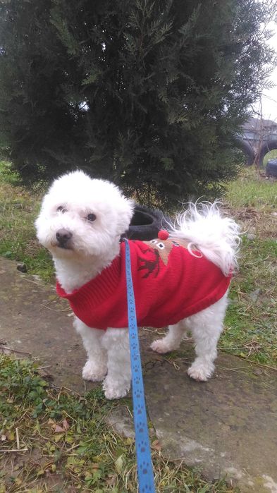 Перетримка ваших улюбленців. Вигулювання тварин. Передержка животных.