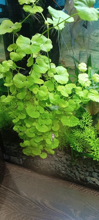 Rośliny akwariowe Hydrocotyle - wąkrotka