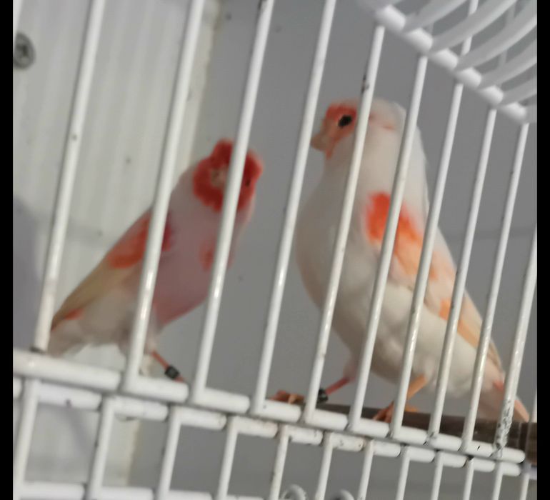 Casais de canários mosaicos vermelhos 2025