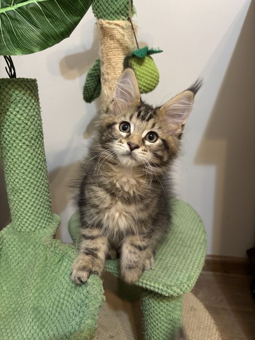 Kocurek  Maine Coon