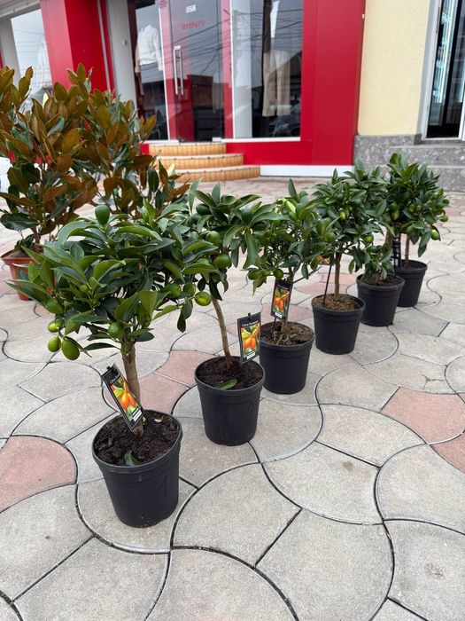 Цитруси! Лимон Мейера! Кумкват! Червоний лайм!