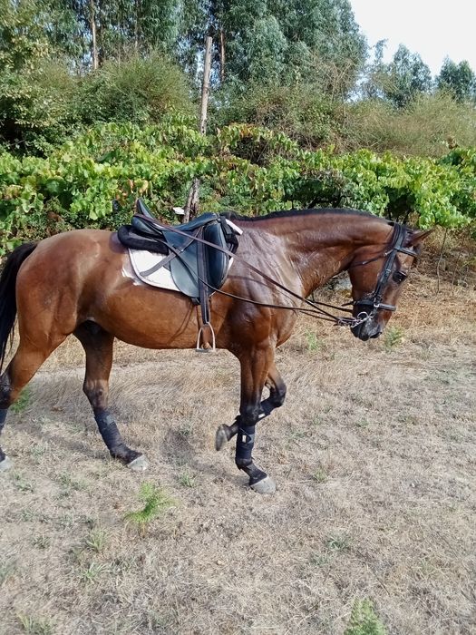 Cavalo castrado cruzado