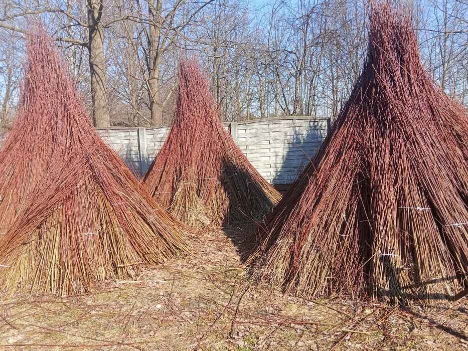 Wiklina zielona sortowana i nie sortowana 1,8m do 2,5 m