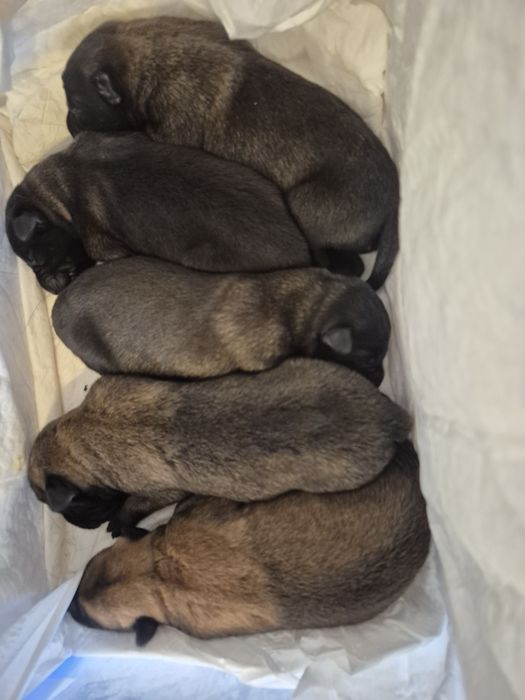 Бельгійська вівчарка малінуа