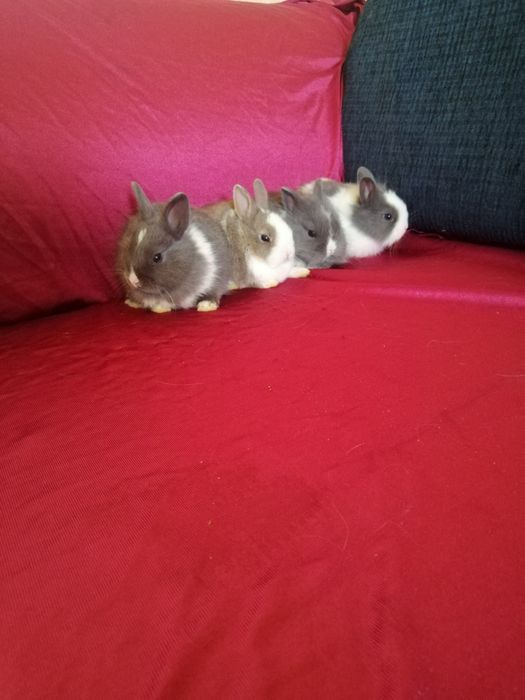 Króliczek karzełek Teddy, Lewek, Mini Lop