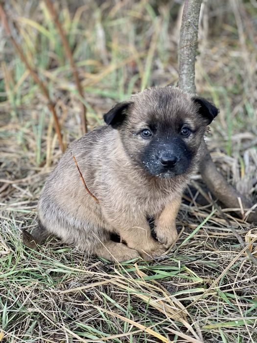 Отдам щенка-девочку