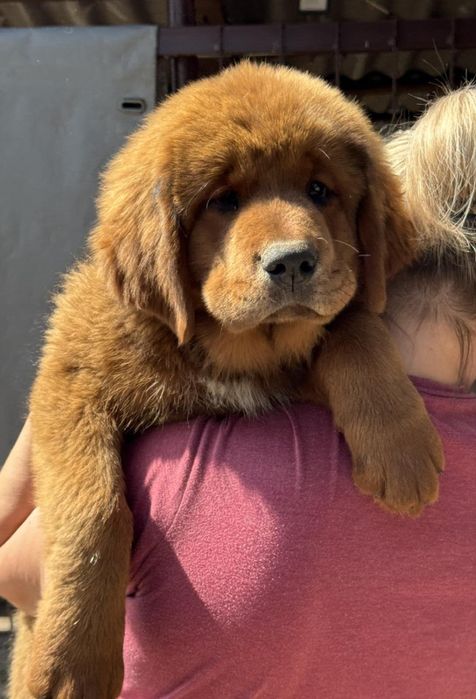 Тибетський мастиф