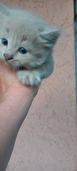 Кошенятка безкоштовно