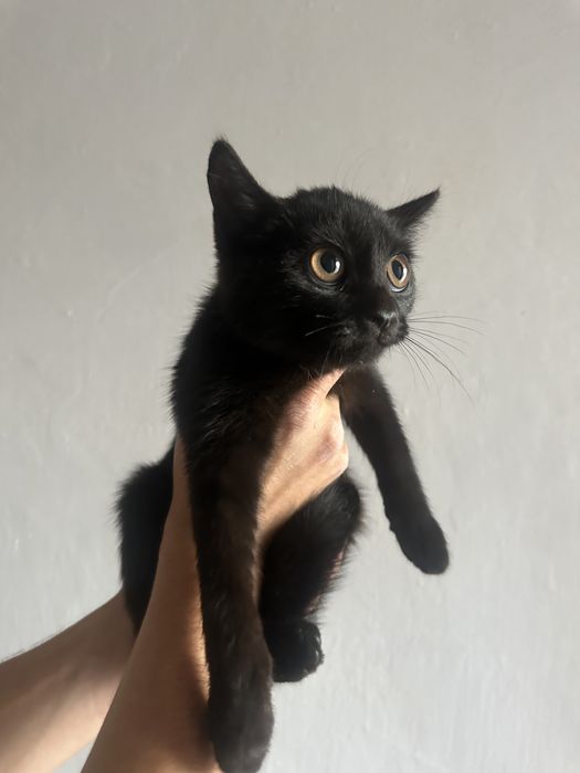 Кошенята безкоштовно