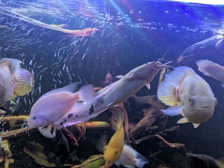 Sum Clarias 32cm