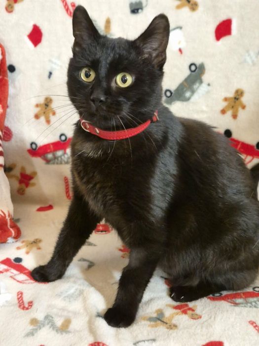 Roczna czarna Coco i półroczna króweczka