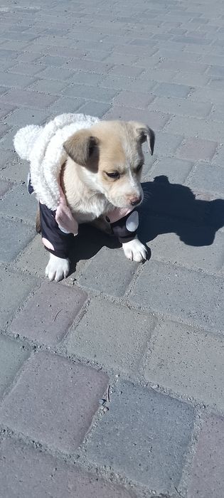 Дівчинка малесенької породи