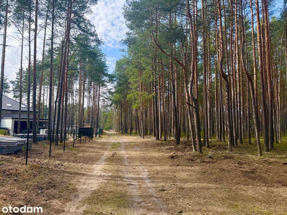 Własny do własny las blisko miasta i jeziora