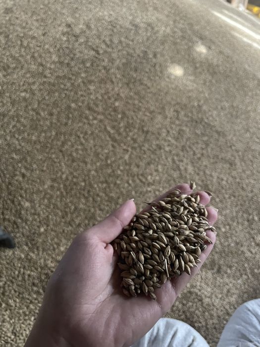 Sprzedam zboże paszowe