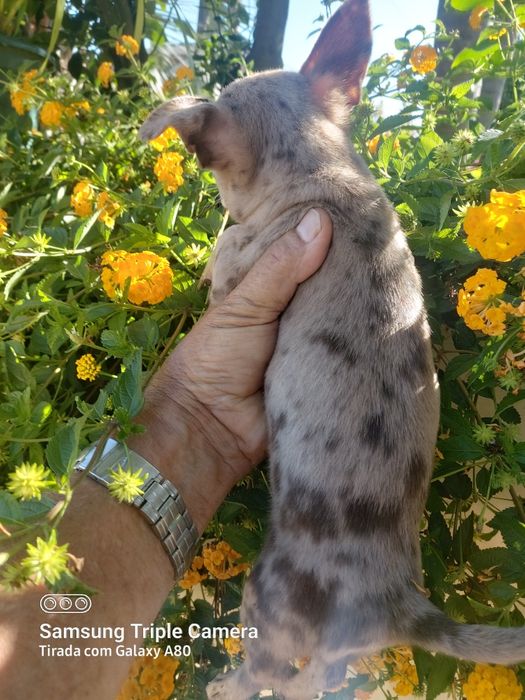Linda menina chihuahua
