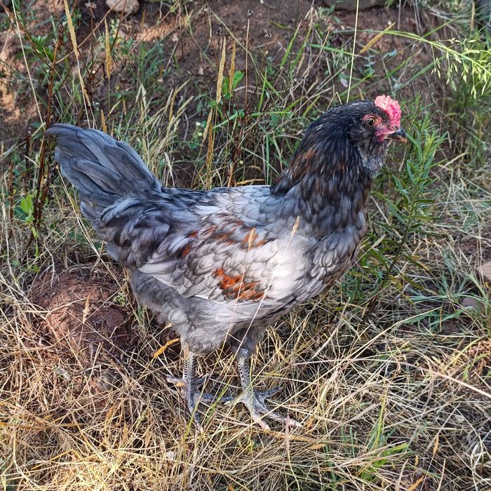 Galo Olive Egger