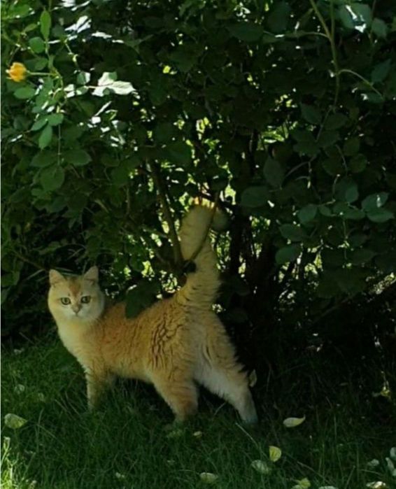 Золотий британський шиншила котик